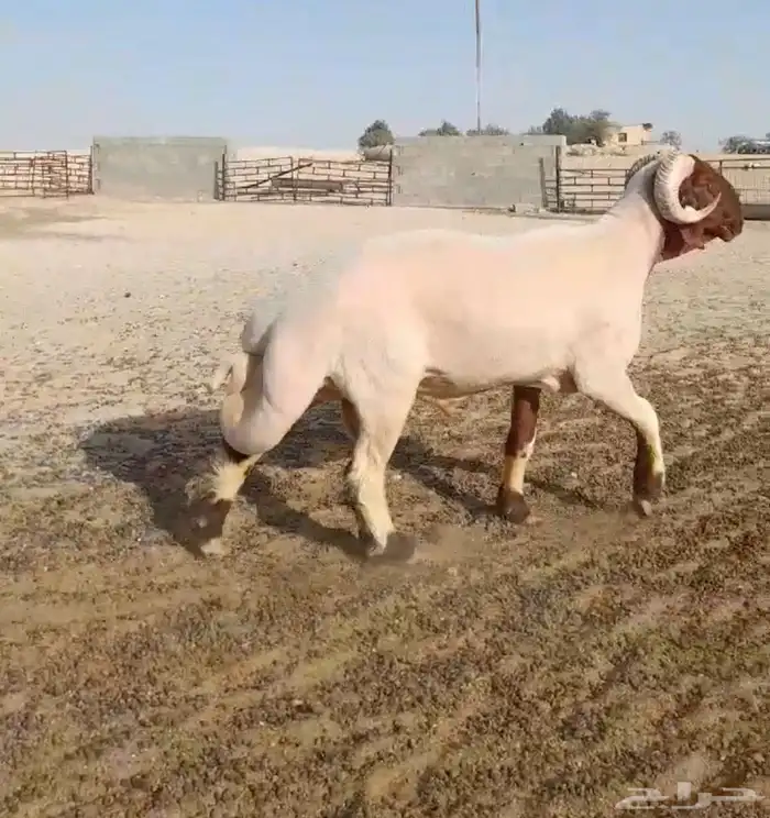 فحل ثني نعيمي صنف شرط القريع 4