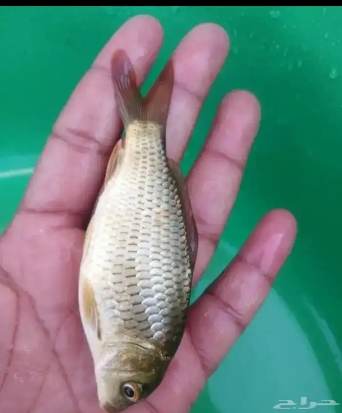 سمك. بلطي با 25 هلله 0