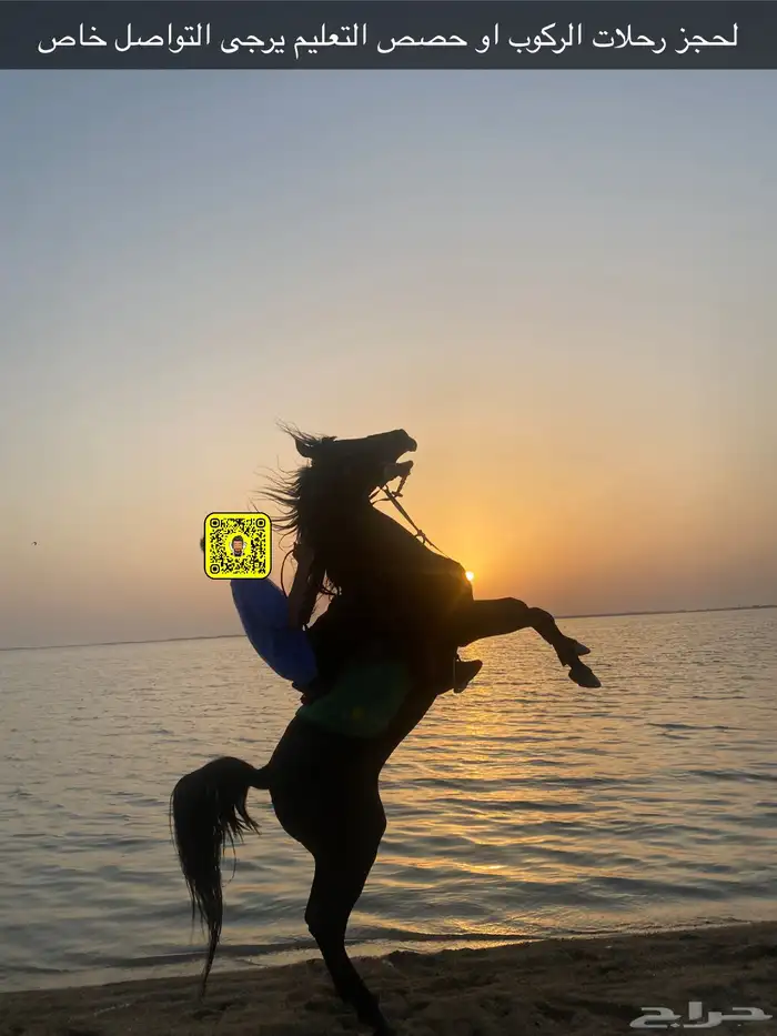 خيول للإيجار 0