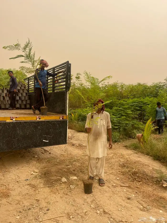 مشاتل جملة الجملة 1