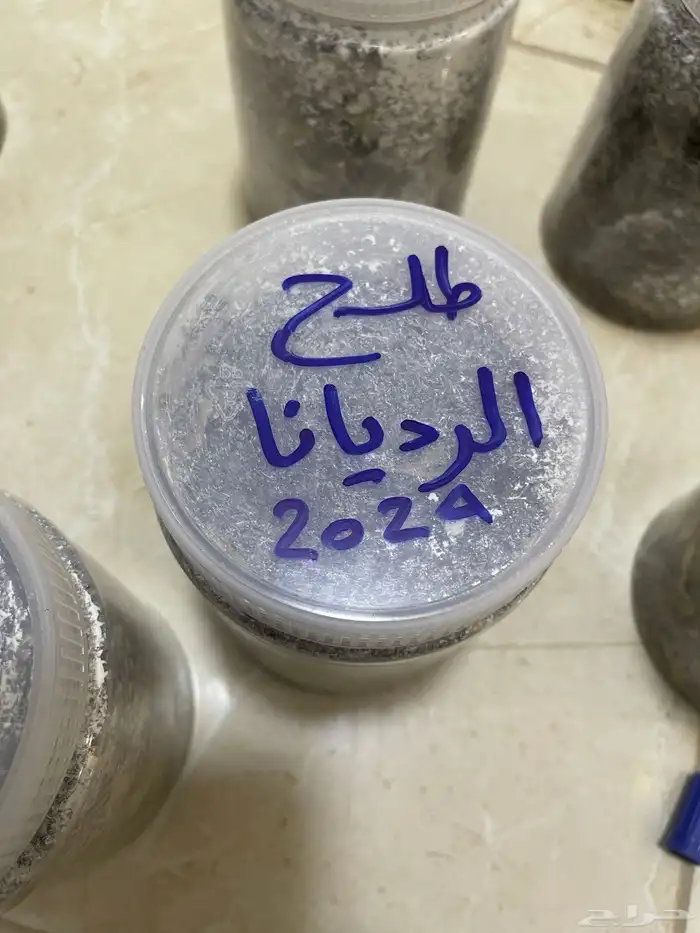 بذور طلح الفتنه 2024 2