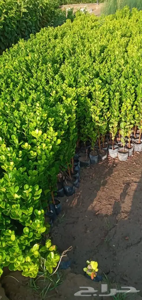شتلات فقط بريال و30 هلله للكميات شامل التوصيل 5