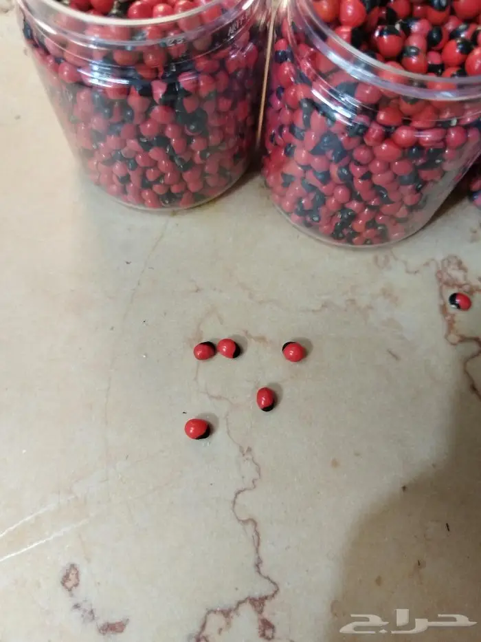 بذور شجر عين عناق (عين العفريت)) 2