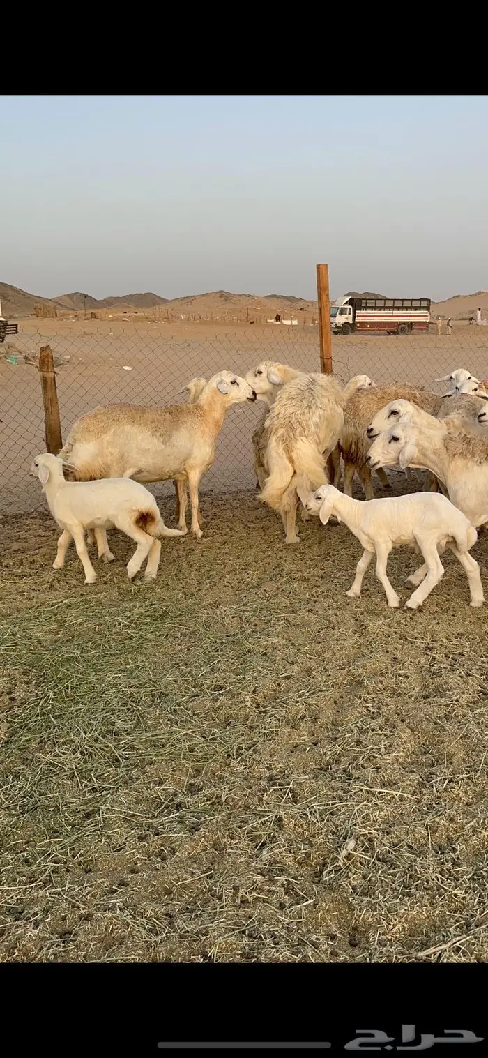 غنم حرية صنف حرش 48 تحتها 14 بلفحل 1