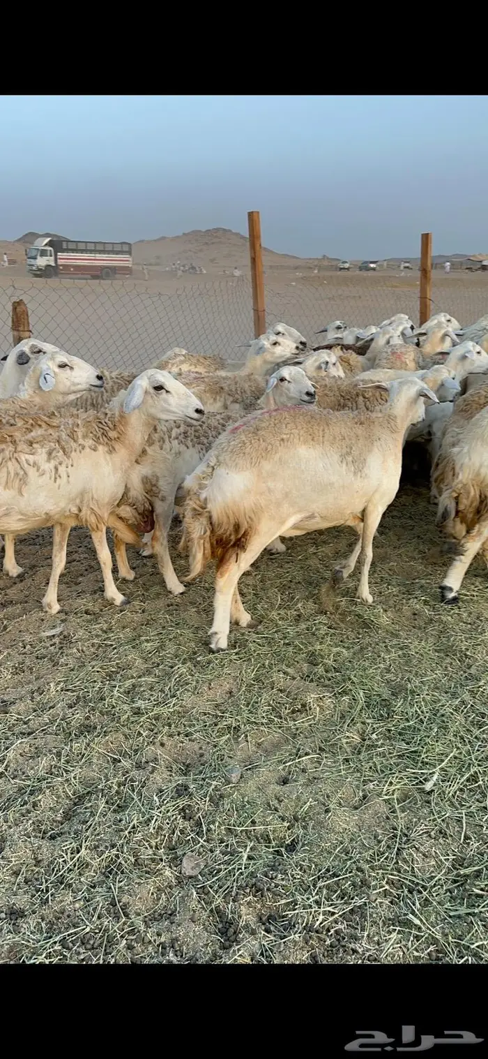 غنم حرية صنف حرش 48 تحتها 14 بلفحل 3