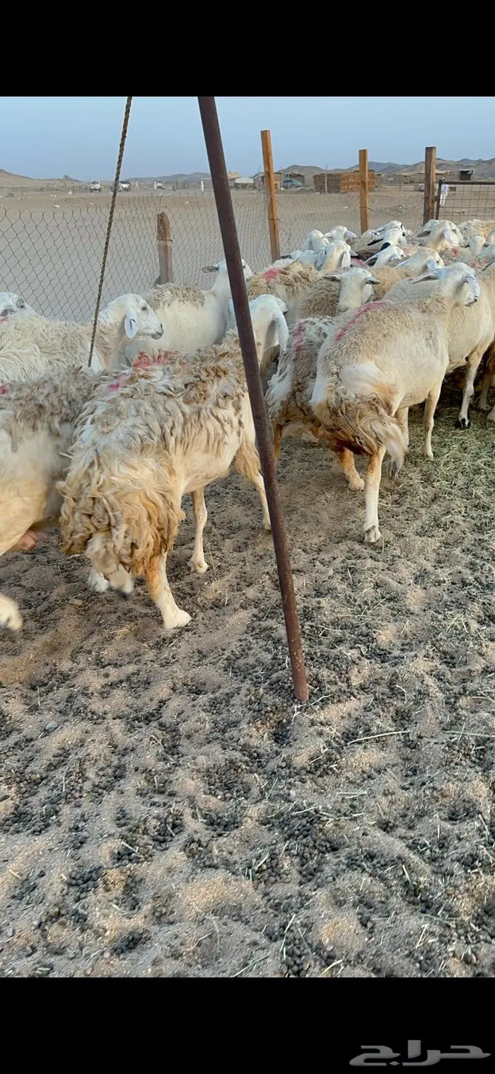 غنم حرية صنف حرش 48 تحتها 14 بلفحل 4