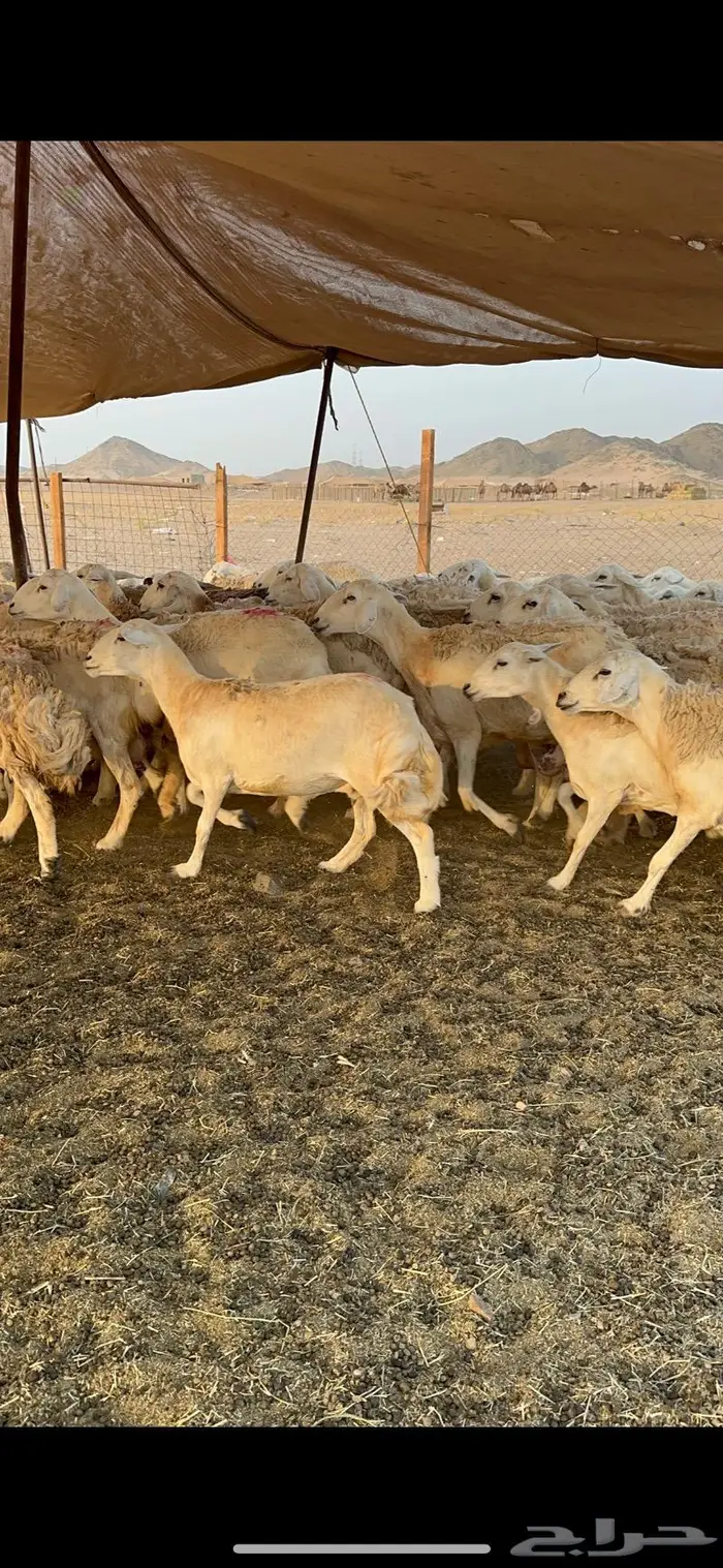 غنم حرية صنف حرش 48 تحتها 14 بلفحل 5