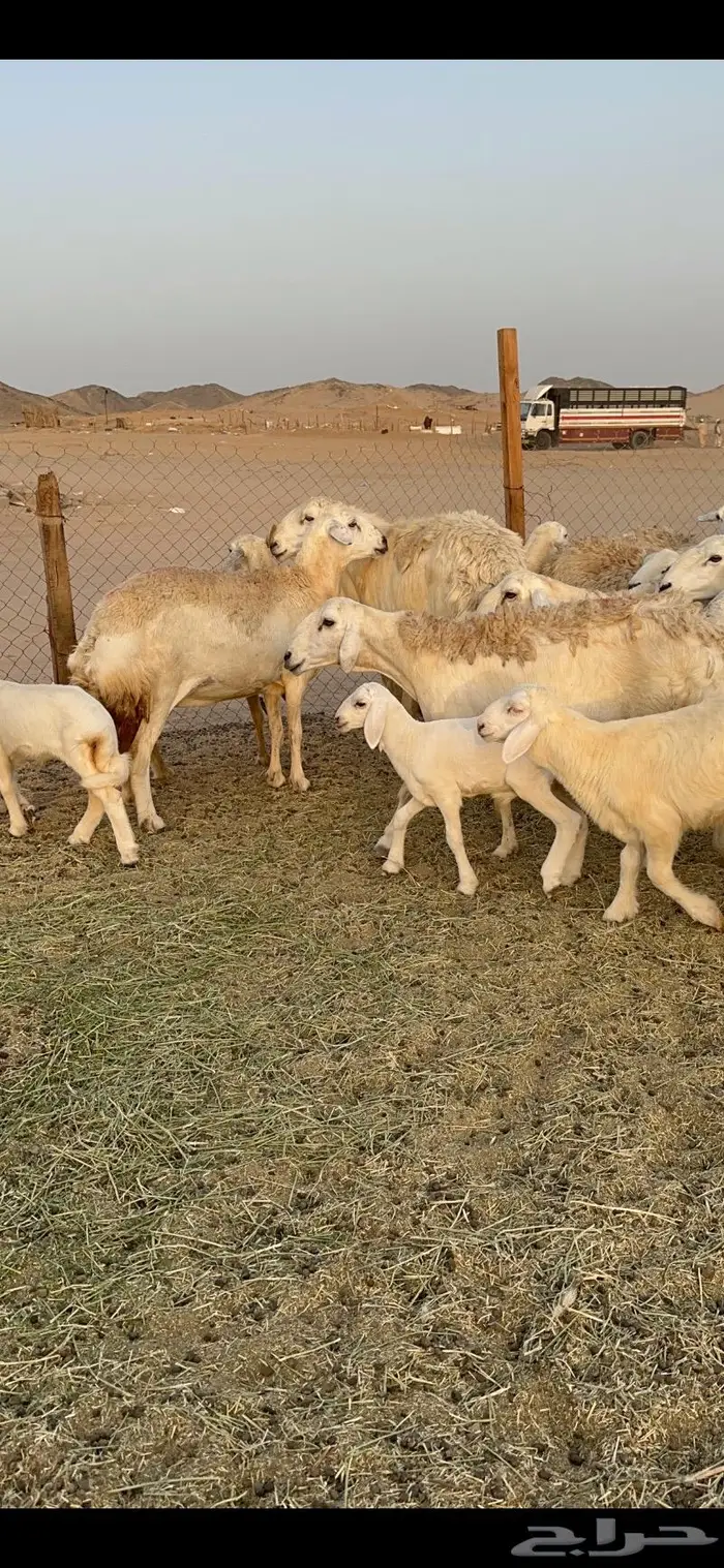 غنم حرية صنف حرش 48 تحتها 14 بلفحل 6