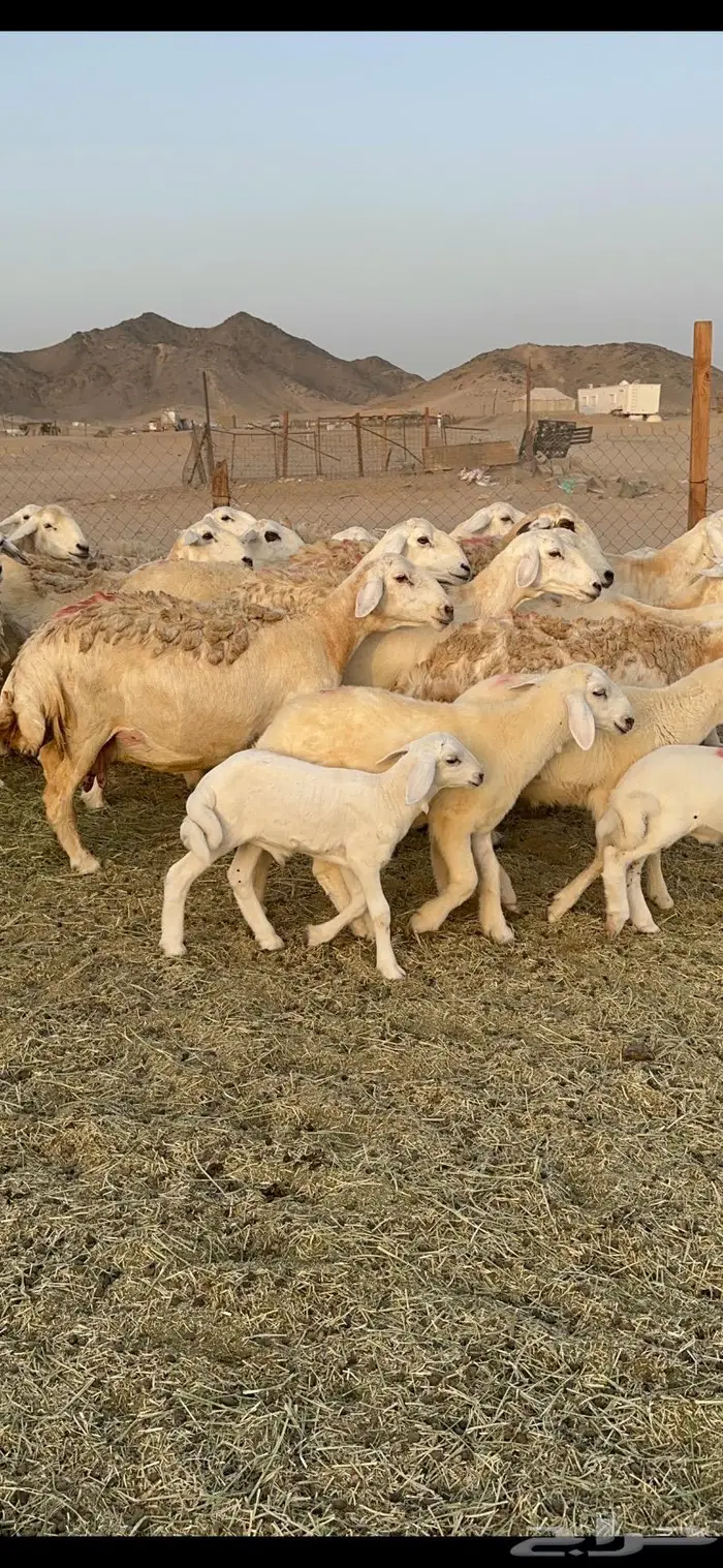 غنم حرية صنف حرش 48 تحتها 14 بلفحل 7