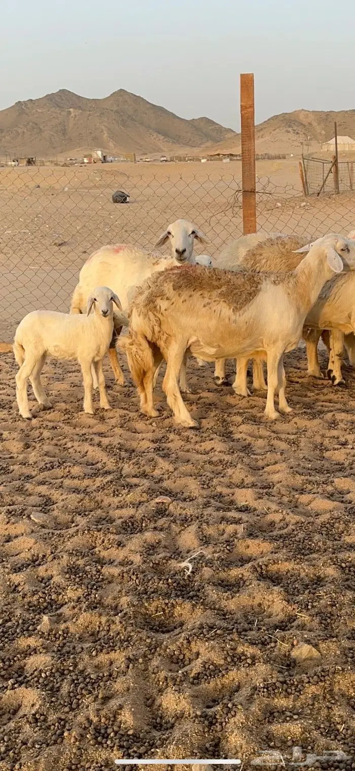 غنم حرية صنف حرش 48 تحتها 14 بلفحل 8