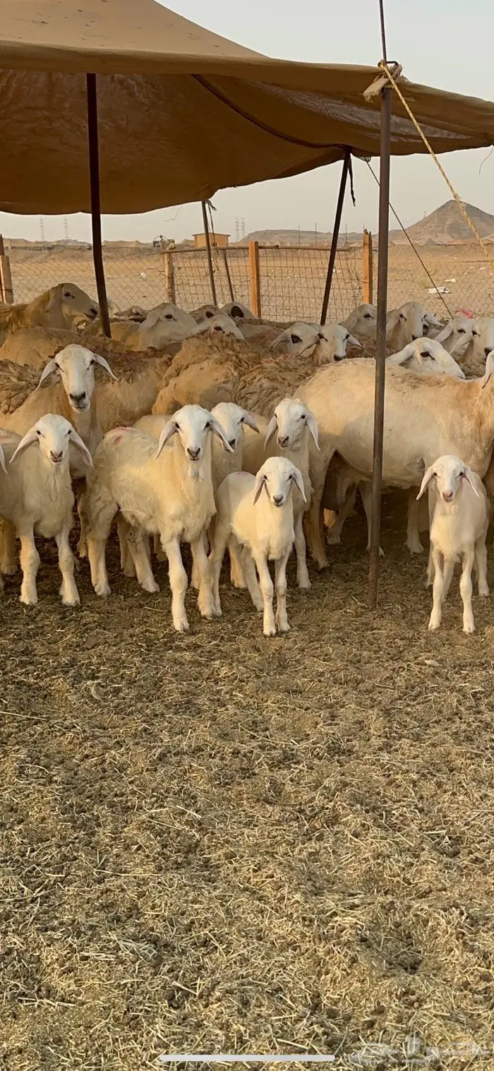 غنم حرية صنف حرش 48 تحتها 14 بلفحل 9