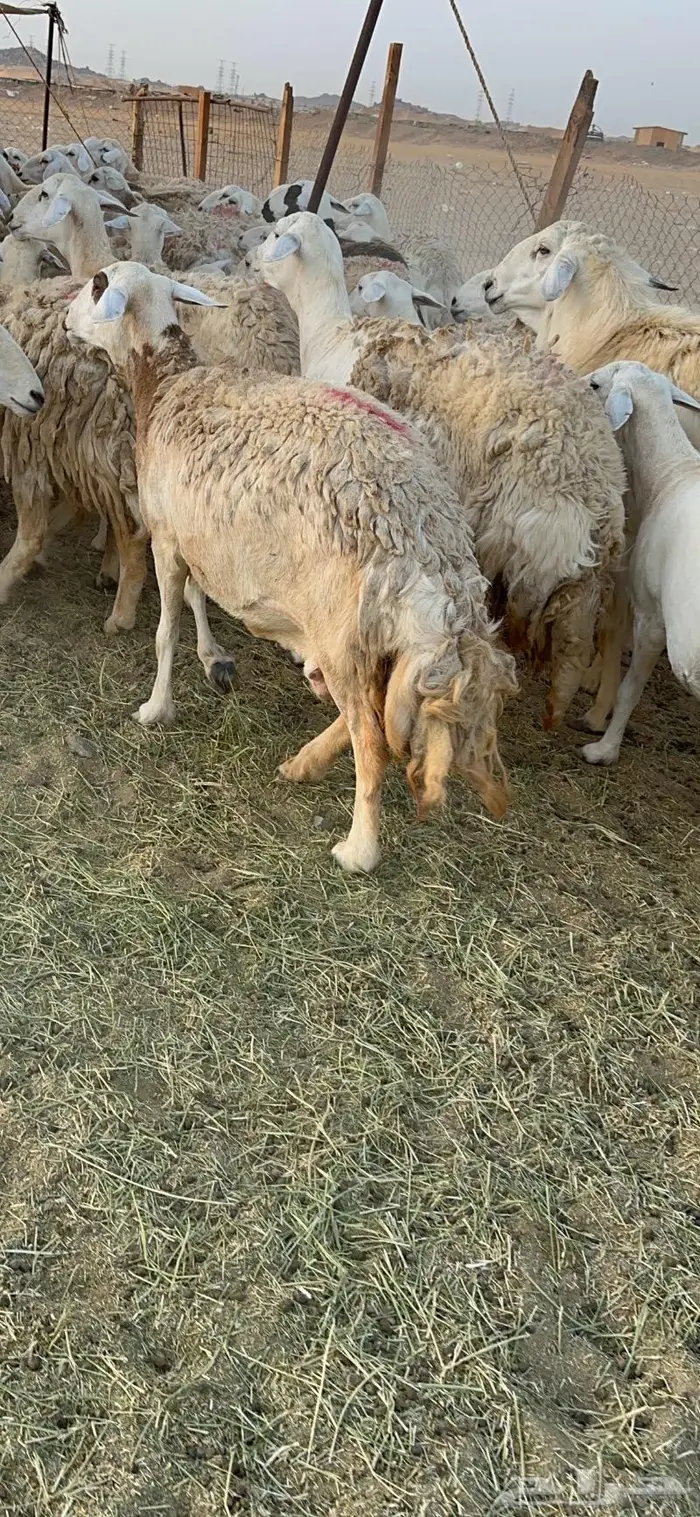 غنم حرية صنف حرش 48 تحتها 14 بلفحل 10
