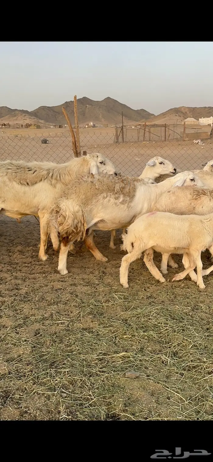 غنم حرية صنف حرش 48 تحتها 14 بلفحل 0