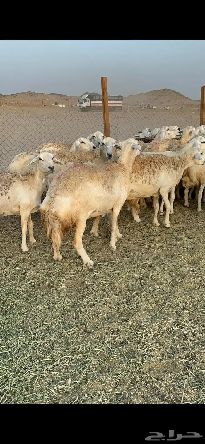 غنم حرية صنف حرش 48 تحتها 14 بلفحل 11