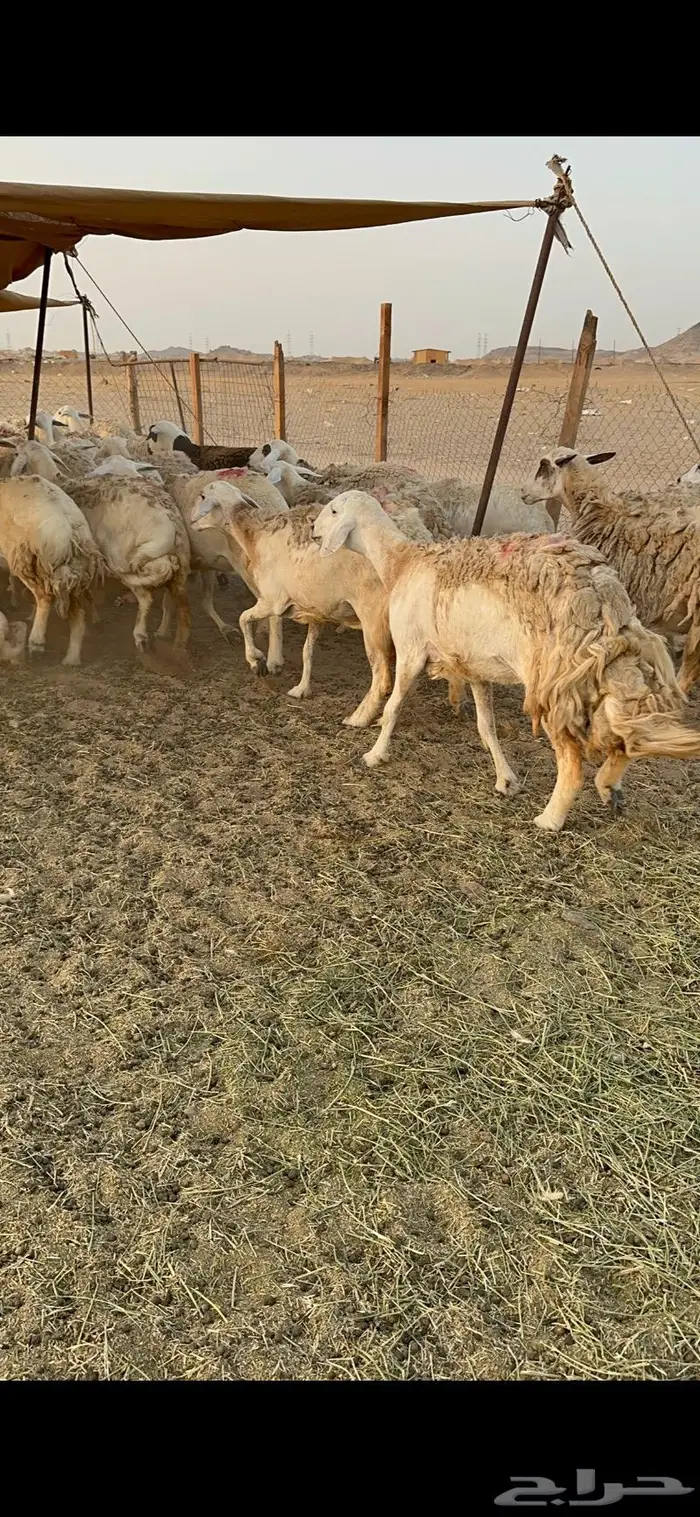 غنم حرية صنف حرش 48 تحتها 14 بلفحل 14