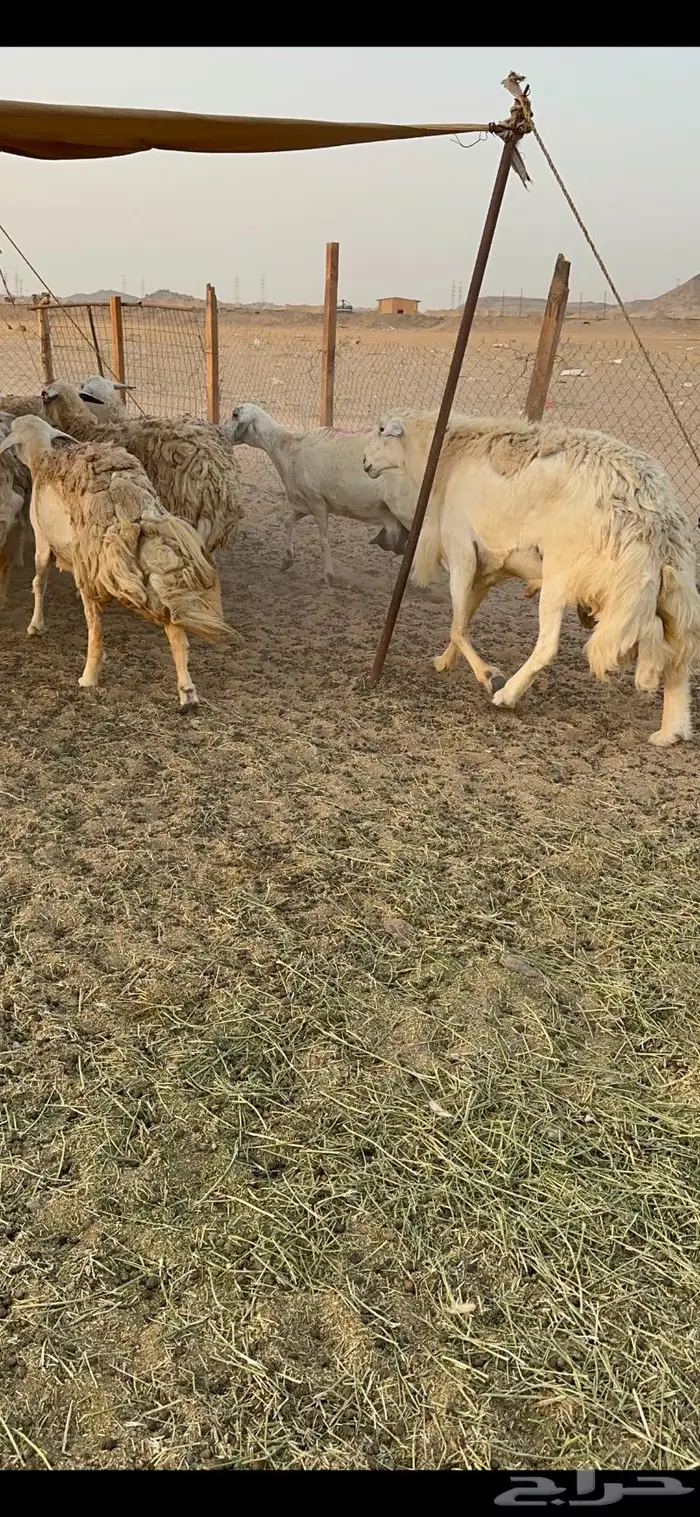 غنم حرية صنف حرش 48 تحتها 14 بلفحل 15