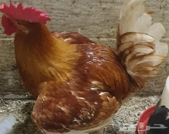 ديك هجين أب تركي وأم لوهمان بيور 8