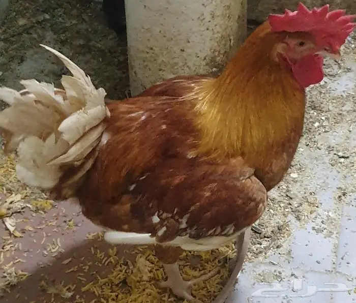 ديك هجين أب تركي وأم لوهمان بيور 11