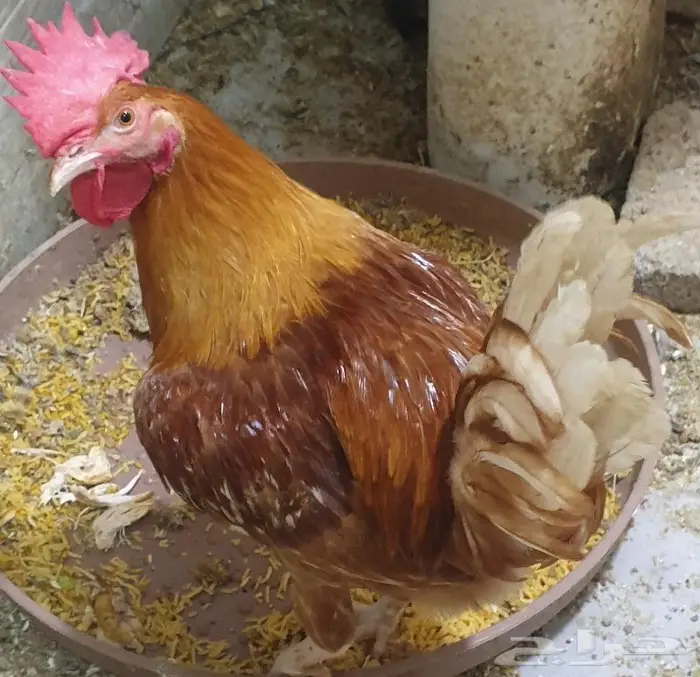 ديك هجين أب تركي وأم لوهمان بيور 12