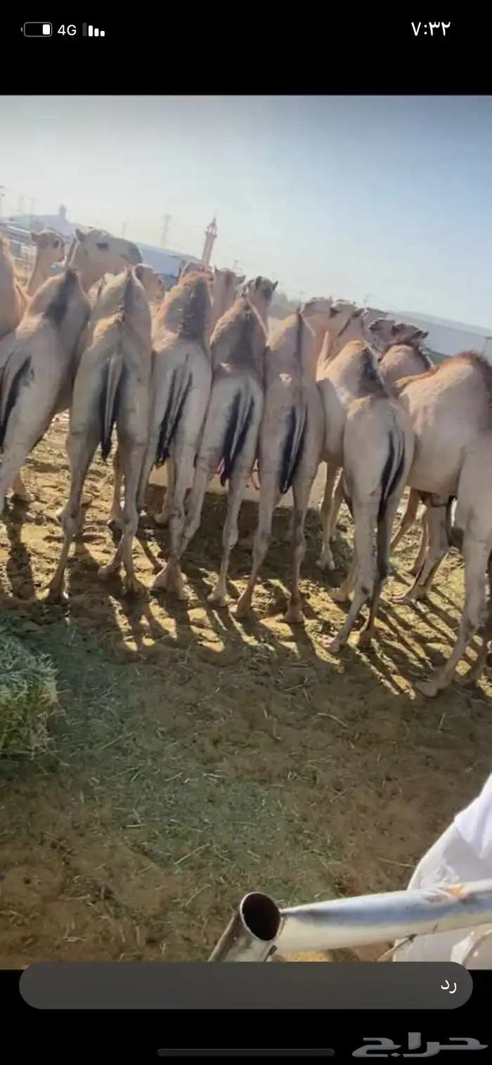 للبيع القعدان الكفو للمبادي وزواجات 3