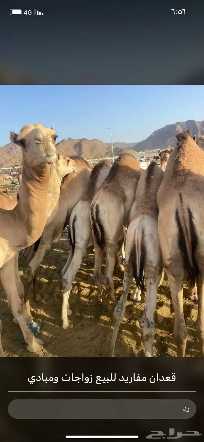للبيع القعدان الكفو للمبادي وزواجات 1