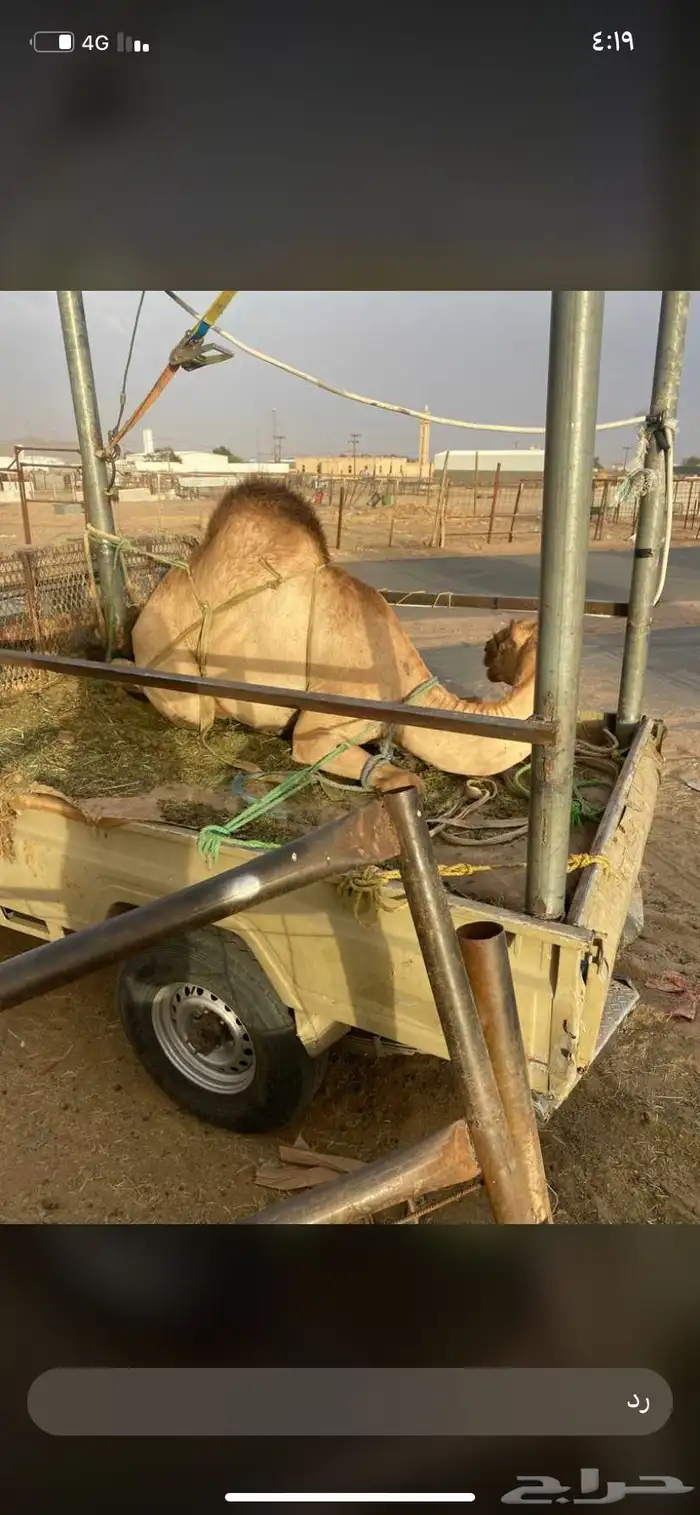 للبيع القعدان الكفو للمبادي وزواجات 2