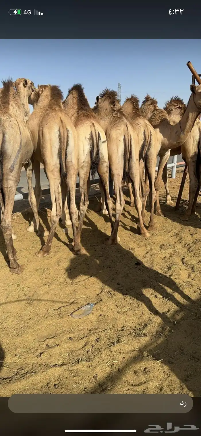 للبيع القعدان الكفو للمبادي وزواجات 0