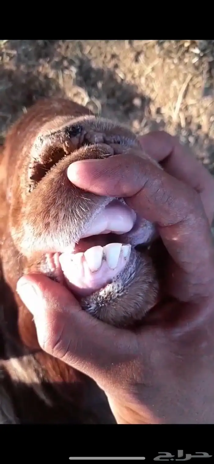 فحل ثني نعيمي صنف شرط القريع 7