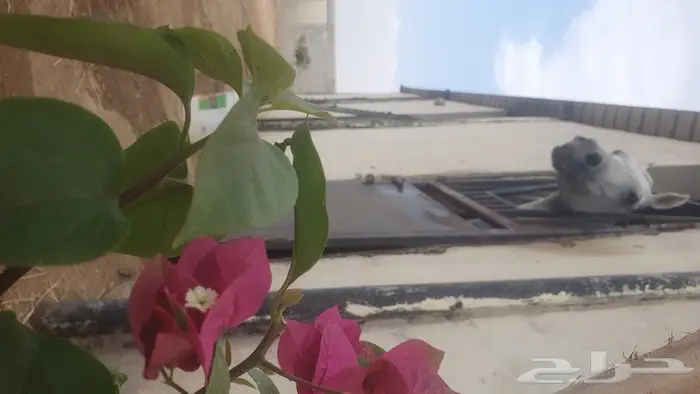 إيواء خيل . ومدرسة تدريب 0