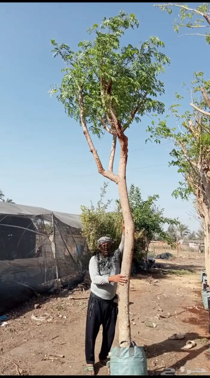 مشاتل جملة الجملة 2