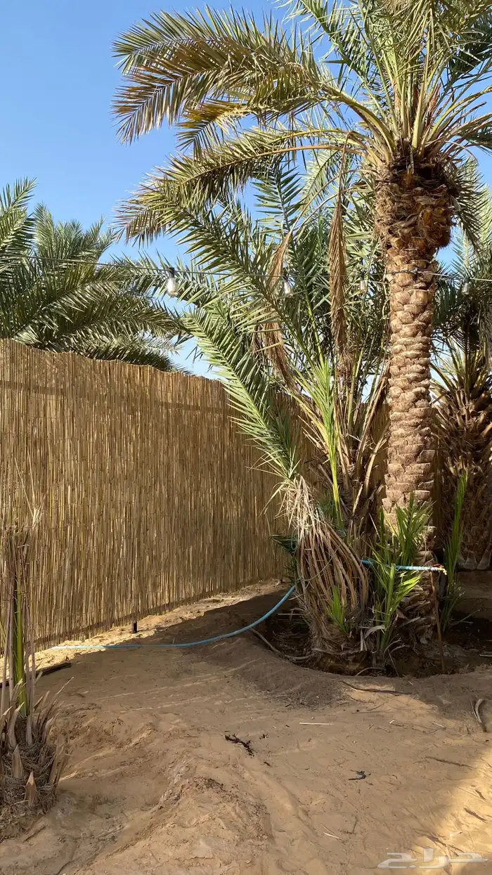 عروض على الخيزران  الموقع بريدة 0