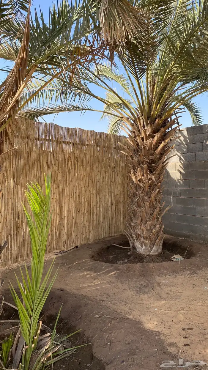 عروض على الخيزران  الموقع بريدة 2