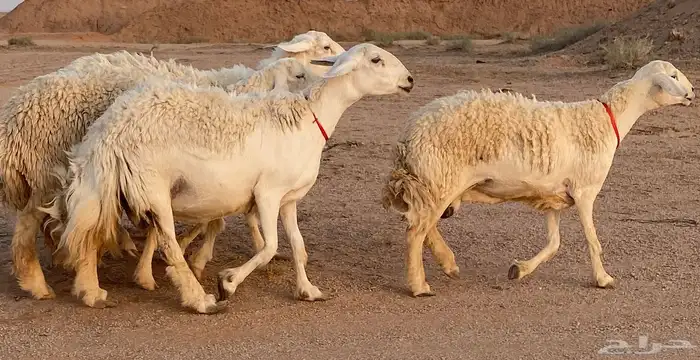 حريات صنف منوة ألقاني (تم البيع) 1