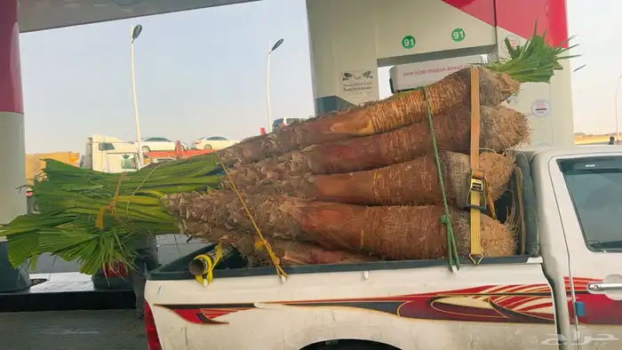 نخل واشنطني زينه للبيع بسعر مناسب 4