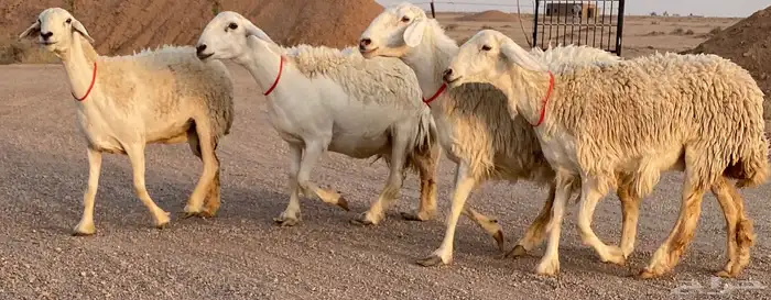حريات صنف منوة ألقاني (تم البيع) 2
