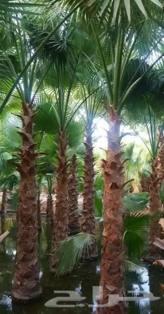 نخل واشنطني زينه امريكي ابو مروحه نخل عربي مثمر 15