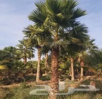 نخل واشنطني زينه امريكي ابو مروحه نخل عربي مثمر 2