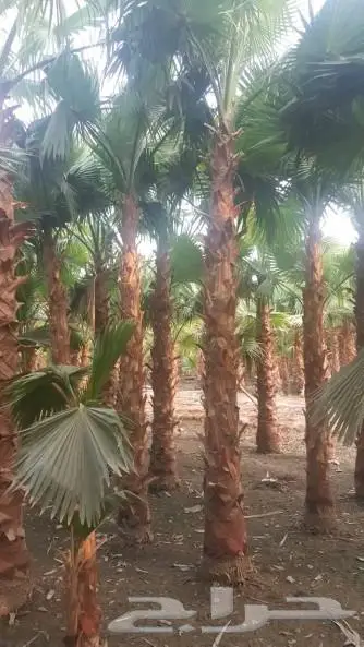 نخل واشنطني زينه امريكي ابو مروحه نخل عربي مثمر 12