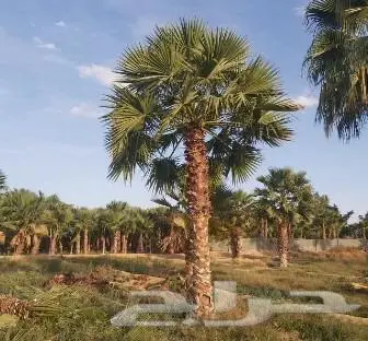 نخل واشنطني زينه امريكي ابو مروحه نخل عربي مثمر 3