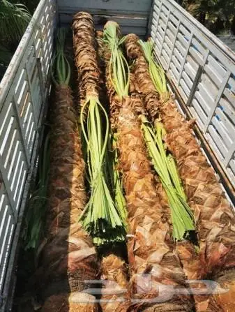 نخل واشنطني زينه امريكي ابو مروحه نخل عربي مثمر 13