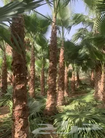 نخل واشنطني زينه امريكي ابو مروحه نخل عربي مثمر 9