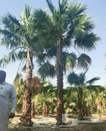 نخل واشنطني زينه امريكي ابو مروحه نخل عربي مثمر 8