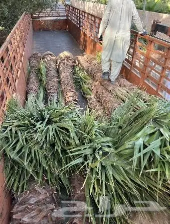 نخل واشنطني زينه امريكي ابو مروحه نخل عربي مثمر 14