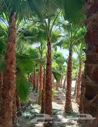 نخل واشنطني زينه امريكي ابو مروحه نخل عربي مثمر 6