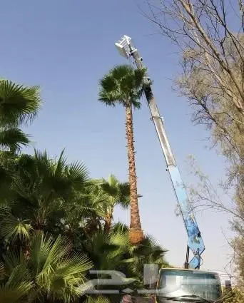 نخل واشنطني زينه امريكي ابو مروحه نخل عربي مثمر 5