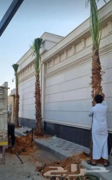 نخل واشنطني زينه امريكي ابو مروحه نخل عربي مثمر 7