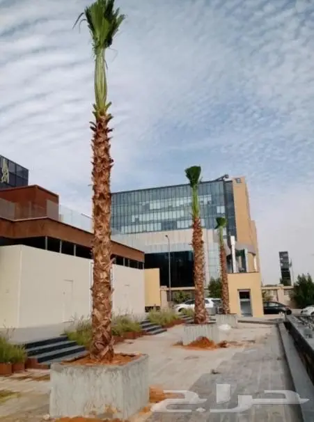 نخل واشنطني زينه امريكي ابو مروحه نخل عربي مثمر 11