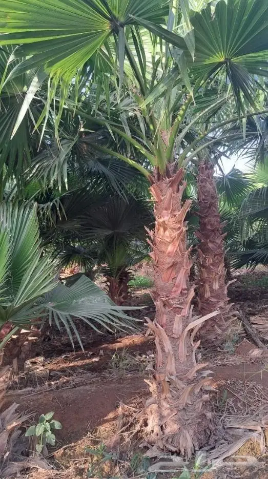 نخل واشنطني زينه امريكي ابو مروحه نخل عربي مثمر 20