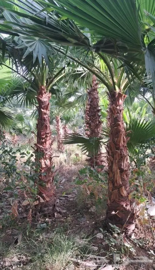 نخل واشنطني زينه امريكي ابو مروحه نخل عربي مثمر 22