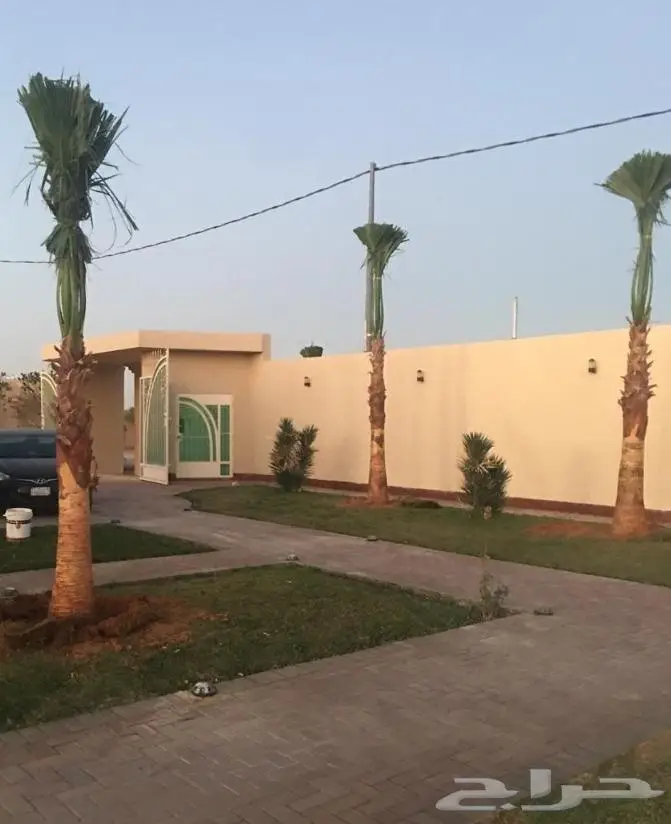 نخل واشنطني زينه امريكي ابو مروحه نخل عربي مثمر 18